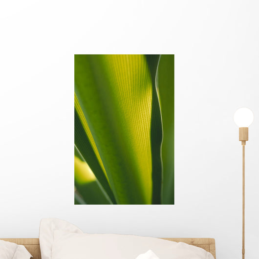 Close-Up Of Ginger Plant Leaf Yellow Green Wall Mural