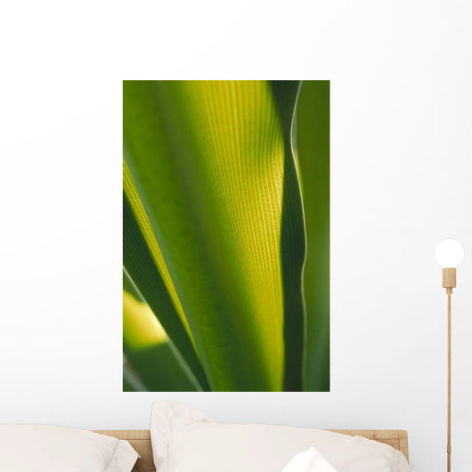 Close-Up Of Ginger Plant Leaf Yellow Green Wall Mural