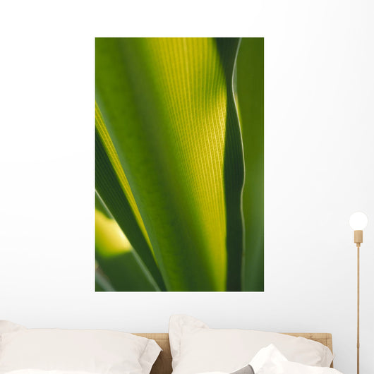 Close-Up Of Ginger Plant Leaf Yellow Green Wall Mural