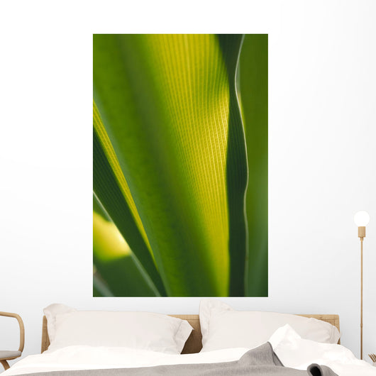 Close-Up Of Ginger Plant Leaf Yellow Green Wall Mural