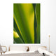 Close-Up Of Ginger Plant Leaf Yellow Green Wall Mural