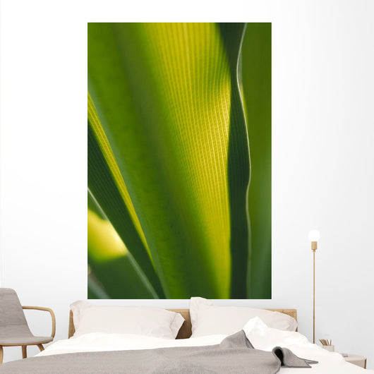 Close-Up Of Ginger Plant Leaf Yellow Green Wall Mural