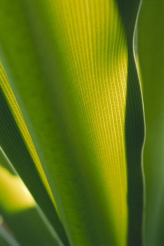Close-Up Of Ginger Plant Leaf Yellow Green Wall Mural