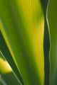 Close-Up Of Ginger Plant Leaf Yellow Green Wall Mural