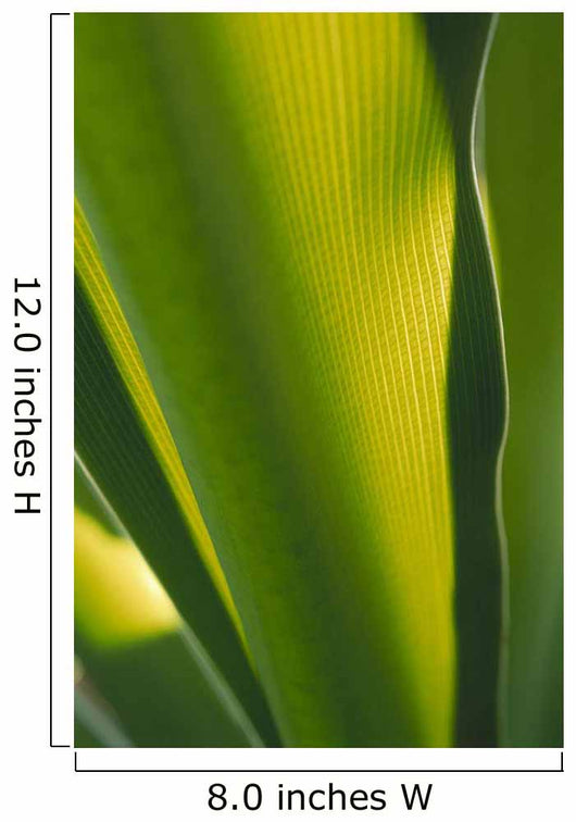 Close-Up Of Ginger Plant Leaf Yellow Green Wall Mural