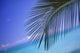 Close-Up Of Single Palm Frond Wall Mural