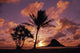 Mokoli'i Island At Sunrise Palm Tree Foreground Wall Mural