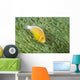 Mariana Islands, Saipan, Anemonefish And Anemone Heteractis Magnifica Wall Mural