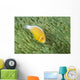 Mariana Islands, Saipan, Anemonefish And Anemone Heteractis Magnifica Wall Mural