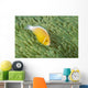 Mariana Islands, Saipan, Anemonefish And Anemone Heteractis Magnifica Wall Mural