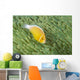 Mariana Islands, Saipan, Anemonefish And Anemone Heteractis Magnifica Wall Mural
