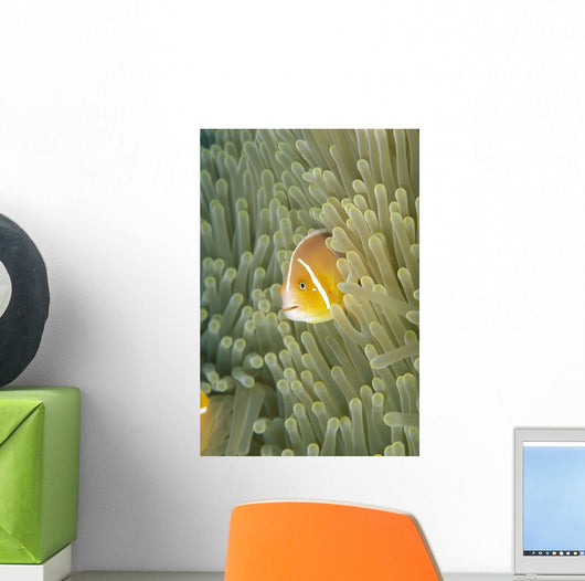 Micronesia, Orange-Fin Anemonefish And Sea Anemone Wall Mural