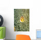Micronesia, Orange-Fin Anemonefish And Sea Anemone Wall Mural