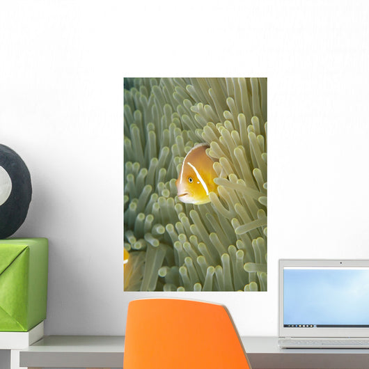 Micronesia, Orange-Fin Anemonefish And Sea Anemone Wall Mural