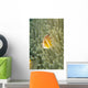 Micronesia, Orange-Fin Anemonefish And Sea Anemone Wall Mural