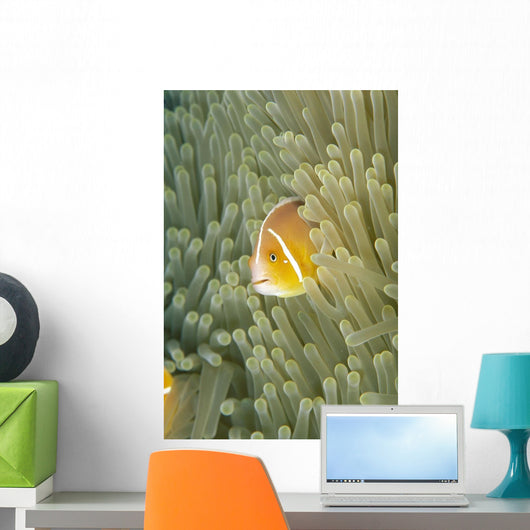 Micronesia, Orange-Fin Anemonefish And Sea Anemone Wall Mural