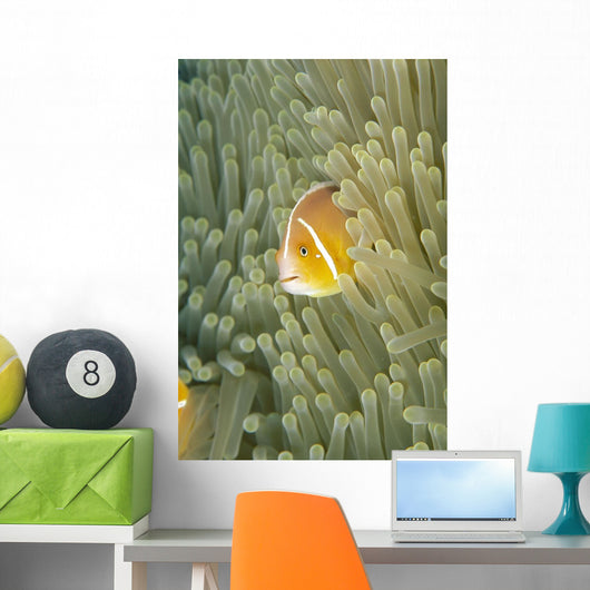 Micronesia, Orange-Fin Anemonefish And Sea Anemone Wall Mural