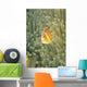 Micronesia, Orange-Fin Anemonefish And Sea Anemone Wall Mural