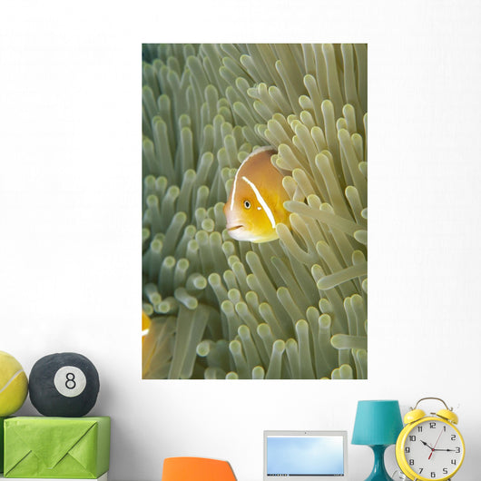 Micronesia, Orange-Fin Anemonefish And Sea Anemone Wall Mural