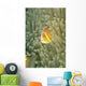 Micronesia, Orange-Fin Anemonefish And Sea Anemone Wall Mural