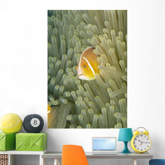 Micronesia, Orange-Fin Anemonefish And Sea Anemone Wall Mural