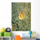 Micronesia, Orange-Fin Anemonefish And Sea Anemone Wall Mural