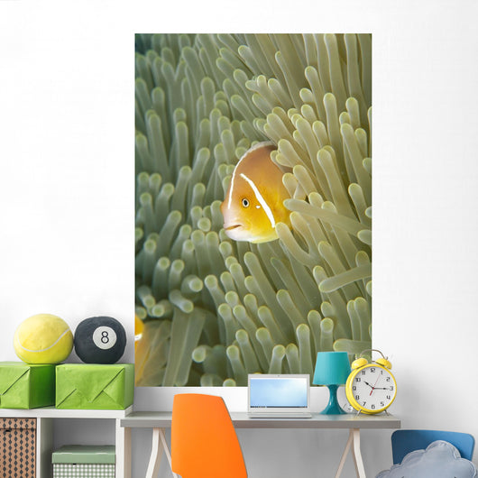 Micronesia, Orange-Fin Anemonefish And Sea Anemone Wall Mural