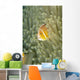 Micronesia, Orange-Fin Anemonefish And Sea Anemone Wall Mural