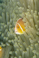 Micronesia, Orange-Fin Anemonefish And Sea Anemone Wall Mural