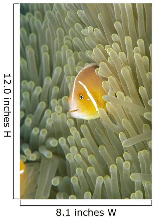 Micronesia, Orange-Fin Anemonefish And Sea Anemone Wall Mural