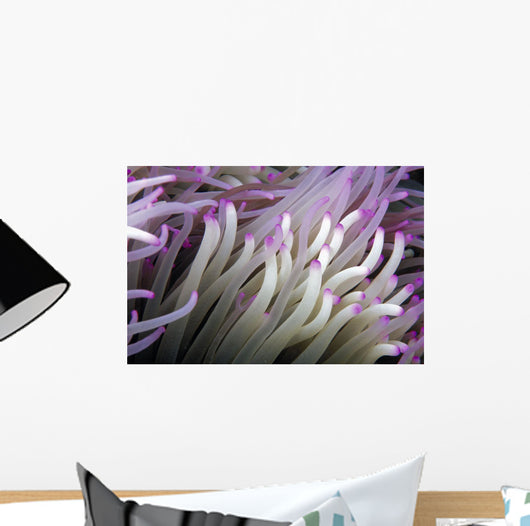 Micronesia, Close-Up Detail Anemone Tentacles White Purple Tips Wall Mural