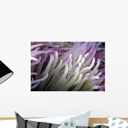 Micronesia, Close-Up Detail Anemone Tentacles White Purple Tips Wall Mural