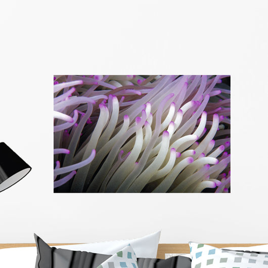 Micronesia, Close-Up Detail Anemone Tentacles White Purple Tips Wall Mural