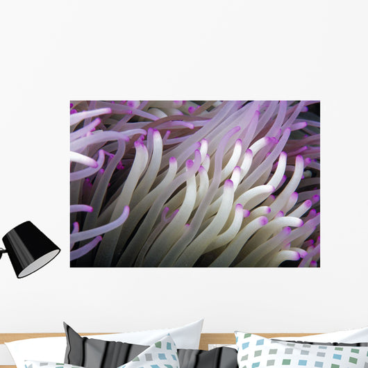 Micronesia, Close-Up Detail Anemone Tentacles White Purple Tips Wall Mural