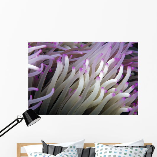 Micronesia, Close-Up Detail Anemone Tentacles White Purple Tips Wall Mural