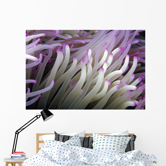 Micronesia, Close-Up Detail Anemone Tentacles White Purple Tips Wall Mural