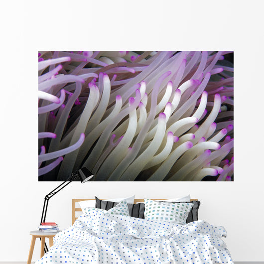 Micronesia, Close-Up Detail Anemone Tentacles White Purple Tips Wall Mural