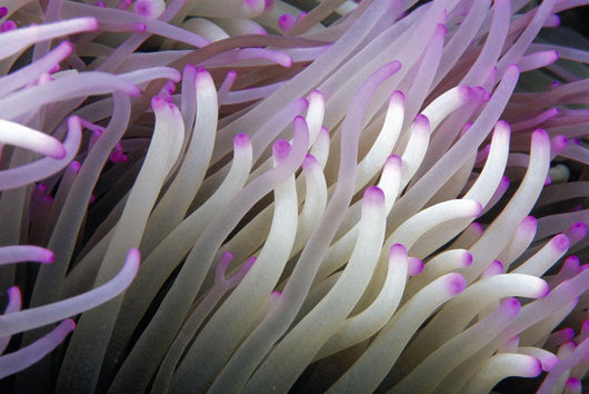 Micronesia, Close-Up Detail Anemone Tentacles White Purple Tips Wall Mural