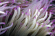 Micronesia, Close-Up Detail Anemone Tentacles White Purple Tips Wall Mural