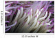 Micronesia, Close-Up Detail Anemone Tentacles White Purple Tips Wall Mural