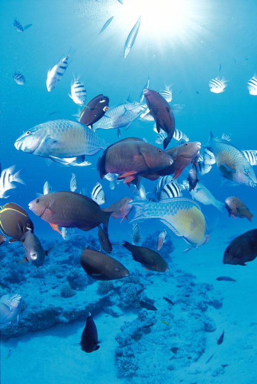 Sandy Bottom Sunburst Tropical Wall Mural