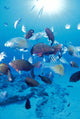 Sandy Bottom Sunburst Tropical Wall Mural