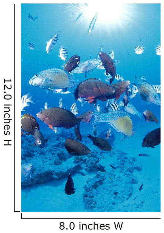 Sandy Bottom Sunburst Tropical Wall Mural