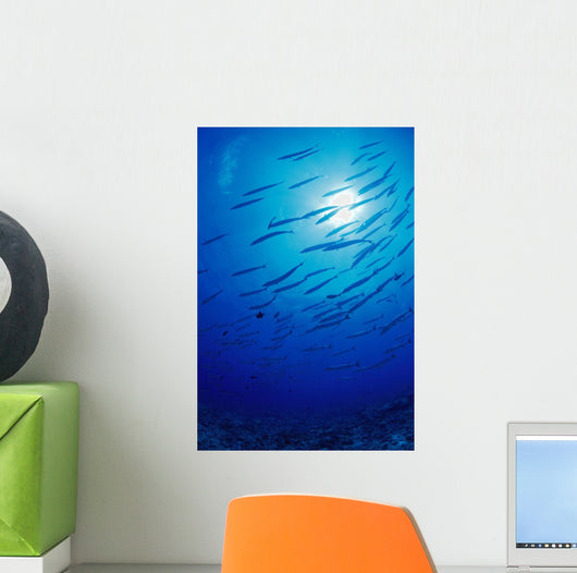 Micronesia, School Blackfin Barracuda, Silhouetted By Sunburst Wall Mural