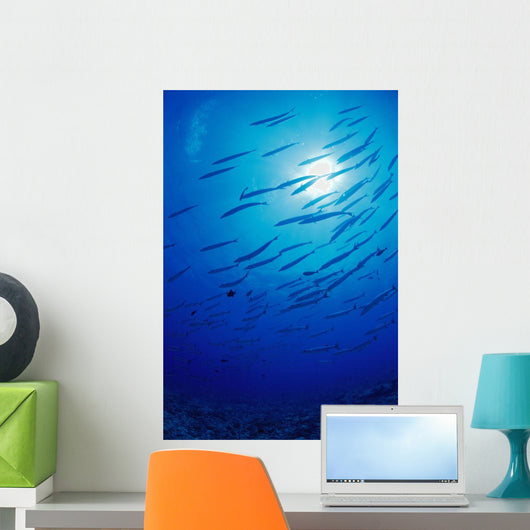 Micronesia, School Blackfin Barracuda, Silhouetted By Sunburst Wall Mural