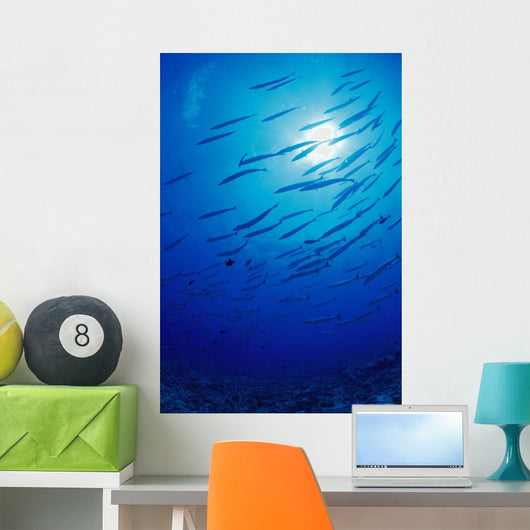 Micronesia, School Blackfin Barracuda, Silhouetted By Sunburst Wall Mural