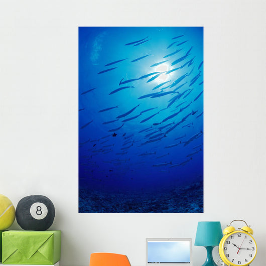 Micronesia, School Blackfin Barracuda, Silhouetted By Sunburst Wall Mural