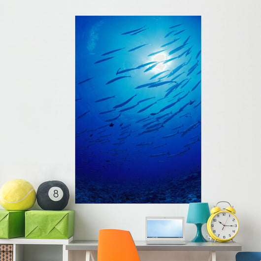 Micronesia, School Blackfin Barracuda, Silhouetted By Sunburst Wall Mural