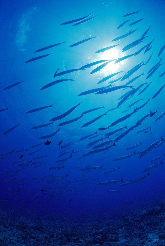Micronesia, School Blackfin Barracuda, Silhouetted By Sunburst Wall Mural