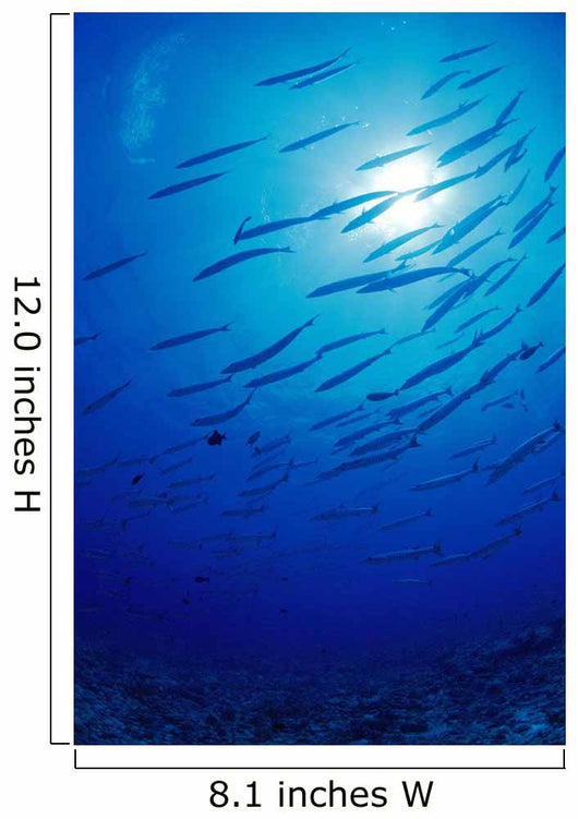 Micronesia, School Blackfin Barracuda, Silhouetted By Sunburst Wall Mural